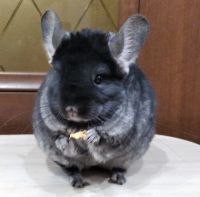 Лот: 16070175. Фото: 2. Прекрасная девочка шиншилла 8... Животные и уход