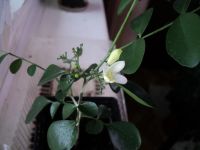 Лот: 4395615. Фото: 2. Муррайя росток цветущий. Комнатные растения и уход