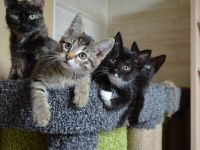 Лот: 16383703. Фото: 4. Отдам котят бобтейлы. Красноярск