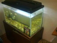 Лот: 1110609. Фото: 2. аквариум 170 литров. Аквариумистика