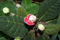 Лот: 4399067. Фото: 6. 2 глоксинии в одном горшке (зацветают...