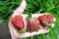 Лот: 16321643. Фото: 2. саженцы земклуники "Купчиха... Семена, рассада, садовые растения