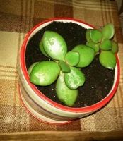 Лот: 10073965. Фото: 4. Толстянка (денежное дерево) детки... Красноярск