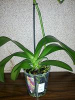 Лот: 11034746. Фото: 2. Орхидея размер цветка 11 см. Комнатные растения и уход