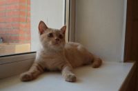 Лот: 3096248. Фото: 4. ЗаМУРРРчательный шотландский котик... Красноярск