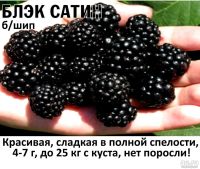 Лот: 15789503. Фото: 2. Ежевика саженцы. Семена, рассада, садовые растения