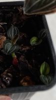 Лот: 5600107. Фото: 3. Орхидея Лудизия драгоценная. Растения и животные