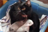 Лот: 4911300. Фото: 2. Отдам кошарика от нелинючей мышеловки... Животные и уход