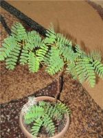 Лот: 1767927. Фото: 3. Тамаринд индийский. Изящное плодовое... Растения и животные