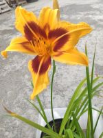 Лот: 23510927. Фото: 5. Лилейник