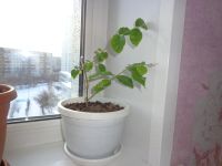 Лот: 15234726. Фото: 2. комнатное растение жасмин самбак... Комнатные растения и уход