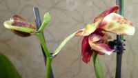 Лот: 3812859. Фото: 7. орхидея фаленопсис №2