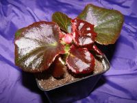 Лот: 3768198. Фото: 3. Бегония Nigthlife Deep Rose, молодое... Растения и животные