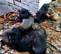 Лот: 18945903. Фото: 5. Умная Охотница ищет Дом.