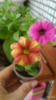 Лот: 13566348. Фото: 6. Вегетативная петуния Новинка Pethoa...