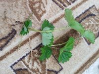 Лот: 17905877. Фото: 2. Усы Земляники садовой сорта вроде... Семена, рассада, садовые растения