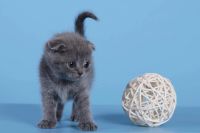 Лот: 7767242. Фото: 3. Шотландские плюшевые котята ,с... Растения и животные