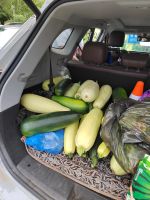 Лот: 25857867. Фото: 2. Кабачки 50 руб шт. Продукты
