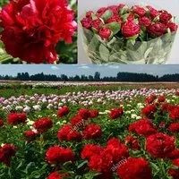 Лот: 10681712. Фото: 16. Элитные пионы из Голландии. Заказ...