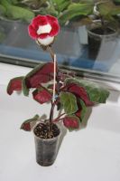 Лот: 4229640. Фото: 6. Глоксиния красно-белая (всё растение...