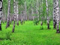 Лот: 7304291. Фото: 4. сок березовый