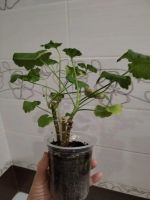 Лот: 25798824. Фото: 5. Герань пеларгония сорт Gypsy rosebud