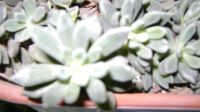 Лот: 12007658. Фото: 3. Sinocrassula densirosulata - Синокрассула... Растения и животные