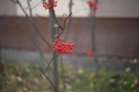 Лот: 6260215. Фото: 2. Гелиос-44-2, достаточно резкий. Фото, видеокамеры, оптика