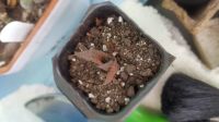 Лот: 11540079. Фото: 4. Хавортия limifolia nigra (суккулент... Красноярск