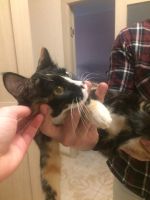 Лот: 9373006. Фото: 2. Котенок (папа мэйн кун, мама дворняжка... Животные и уход