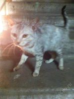 Лот: 2547675. Фото: 2. Ласковая кошечка ищет хозяев. Животные и уход