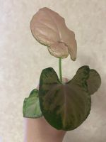 Лот: 19142161. Фото: 2. Сингониум Орм Нак шоколад. Комнатные растения и уход