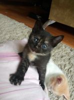 Лот: 9667613. Фото: 2. Британские котята. Животные и уход