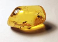 Лот: 25335699. Фото: 3. Янтарь с инклюзом. Красноярск