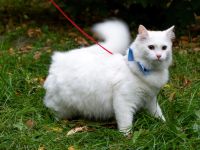 Лот: 20847869. Фото: 6. Котяра в добрые руки!