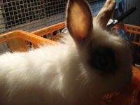 Лот: 5730856. Фото: 2. Кролик декоративный мраморный. Животные и уход