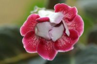 Лот: 3041457. Фото: 2. Глоксиния 3 (цветёт). Комнатные растения и уход