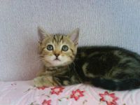 Лот: 9674576. Фото: 5. Британцы