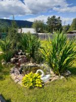 Лот: 19018963. Фото: 3. Ирис жёлтый высокий. Для дачи, дома, огорода, бани, парка