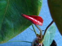 Лот: 2028429. Фото: 2. Антуриум Черная Королева (Anthurium... Комнатные растения и уход
