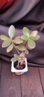 Лот: 8678257. Фото: 3. Крассула (Crassula ovata) - Денежное... Растения и животные