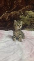 Лот: 4833762. Фото: 3. золотая британская кошечка. Растения и животные