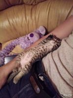 Лот: 13473442. Фото: 2. Британцы недорого. Животные и уход