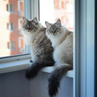 Лот: 6599368. Фото: 4. Невские маскарадные котята. Красноярск