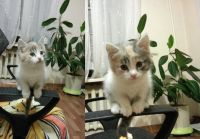 Лот: 10731488. Фото: 2. Очаровательная кошечка "черепашка... Животные и уход