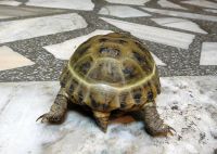 Лот: 4227249. Фото: 2. Черепашка среднеазиатская - неприхотливый... Животные и уход