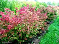 Лот: 6268960. Фото: 2. Бересклет Европейский ( Euonymus... Семена, рассада, садовые растения