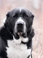 Лот: 7298901. Фото: 3. Щенки среднеазиатской овчарки... Растения и животные