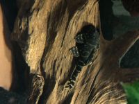 Лот: 17758815. Фото: 2. l 204 Panaqolus albivermis пара. Аквариумистика