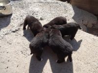 Лот: 4425170. Фото: 4. Щенки. Красноярск